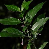 Gymnostachyum sanguinolentum (Nees) T.Anderson